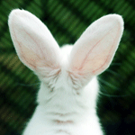 Зайцы Кролик дергает ушками аватар