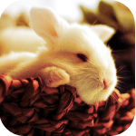 Зайцы Кролик в корзинке аватар