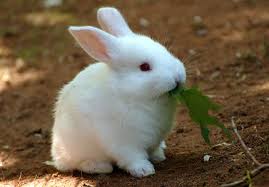 Зайцы Маленький белый зайка с травкой во рту аватар