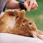 Зайцы Кролик на спинке кушает траву аватар