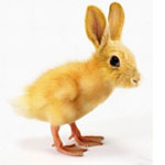 Зайцы Зайцекур - зайчик с куриными лапками аватар