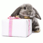 Зайцы Кролик с подарком в ленточке аватар