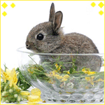 Зайцы Кролик в тарелке аватар