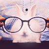 Зайцы Кролик в очках аватар