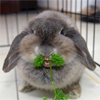 Зайцы Заяц ест травку аватар