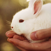 Зайцы Человек держит в ладонях белого кролика аватар