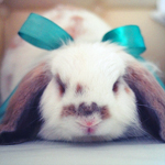 Зайцы Кролик с бантиком аватар