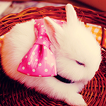 Зайцы Белый кролик с розовым бантом сидит в корзинке аватар