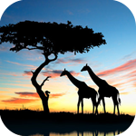 Рассветы, закаты Два жирафа возле дерева на фоне закатного неба аватар
