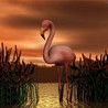 Рассветы, закаты Розовый фламинго на закате аватар
