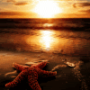 Рассветы, закаты Морская звезда на закате аватар