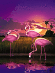 Рассветы, закаты Три розовых фламинго на закате аватар