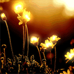 Рассветы, закаты Горящие цветочки на закате аватар
