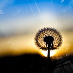 Рассветы, закаты Одуванчик на фоне заката аватар