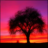 Рассветы, закаты Закат. Дерево на закате аватар