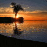 Рассветы, закаты Одинокая пальма у моря на фоне заката аватар