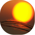 Рассветы, закаты Колоски на фоне заката аватар