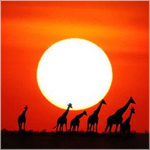 Рассветы, закаты Закат в африке аватар