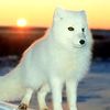 Рассветы, закаты Белая лиса на закате аватар