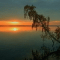 Рассветы, закаты Дерево свисающее над водой в закате аватар