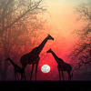 Рассветы, закаты Жирафы на закате аватар