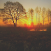 Рассветы, закаты Закат на фоне деревьев аватар