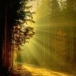 Рассветы, закаты Рассвет в лесу аватар