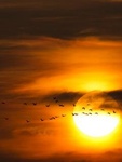 Рассветы, закаты Птицы улетают на закате солнца аватар
