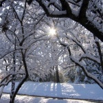 Зима Утро, мороз, светит солнце, снег блестит. Зима аватар