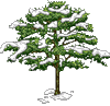 Зима Сосна, осыпанная снегом аватар