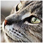 Зима Американская короткошёрстная кошка аватар