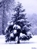 Зима Сосна под снегом аватар