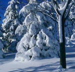 Зима Смена дня и ночи в зимнем лесу аватар