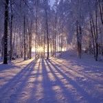 Зима Солнце просвечивает свозь кроны деревьев в зимнем лесу аватар
