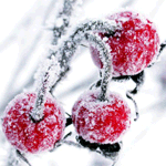 Зима Три ягоды зимней вишни аватар