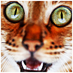 Зима Абиссинская кошка с удивленной мордочкой аватар