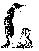 Блестящие картинки Пингвины аватар