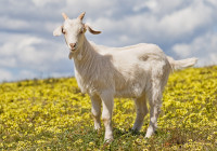 Домашние животные козы, овцы, коровы, свиньи Козленок на цветущем лугу аватар