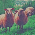 Домашние животные козы, овцы, коровы, свиньи Овцы на лугу аватар