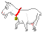 Домашние животные козы, овцы, коровы, свиньи Белый козлик с красным ошейником аватар