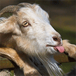 Домашние животные козы, овцы, коровы, свиньи Козел показывает язык аватар