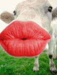 Домашние животные козы, овцы, коровы, свиньи Поцелуй коровы аватар