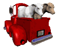 Домашние животные козы, овцы, коровы, свиньи На автомобиле аватар