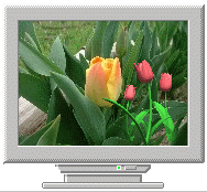 Компьютер, телевизор, телефон, фото Тюльпаны покачиваются на мониторе компьютера аватар