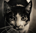 Кошки и котята Кошка смотрит в душу аватар