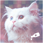 Кошки и котята Кошка с разноцветными глазами аватар