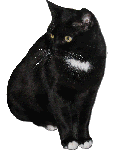 Кошки и котята Черный котишка с белым бантом аватар