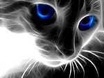 Кошки и котята Кошка с синими глазами аватар