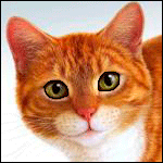 Кошки и котята Милый рыжий кот аватар