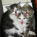 Кошки и котята Трио. Поющие котята аватар